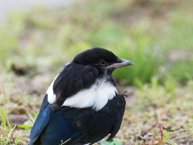 カササギ ヒナ おまさのこっそり野鳥日記