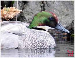 水辺の鳥