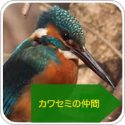 カワセミの仲間