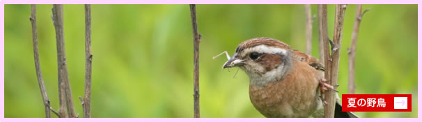 夏の野鳥